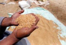 سعر أردب القمح 2025