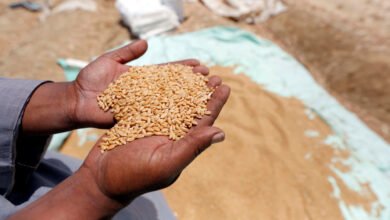 سعر أردب القمح 2025