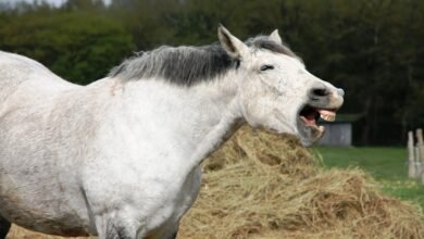 علامات غضب الخيل