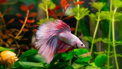 كيف أعرف أن سمكة الفايتر سعيدة؟