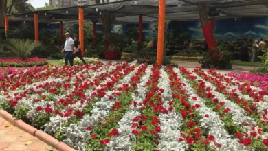 موعد معرض زهور الربيع 2025