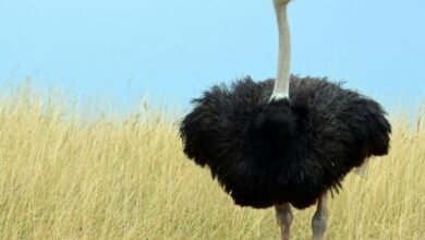 عمر النعامة عندما تبيض