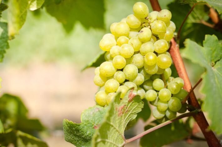 أسباب عدم إثمار شجرة العنب