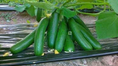 طريقة زراعة الخيار في المنزل