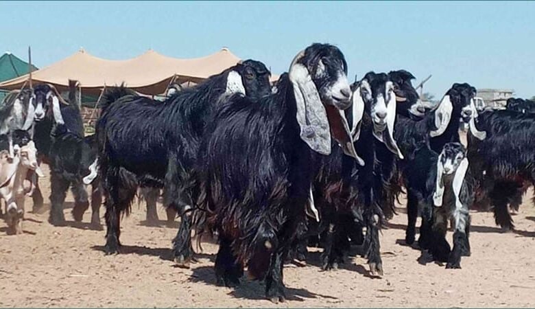 ما هو التيس العارضي؟