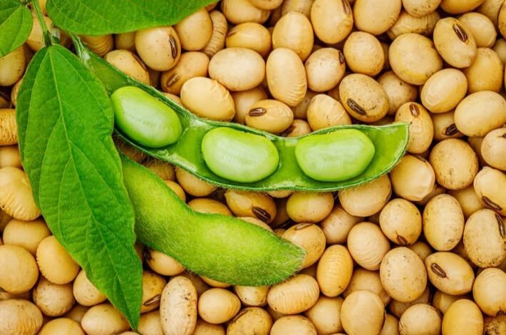 الفرق بين اللوبيا والفاصولياء