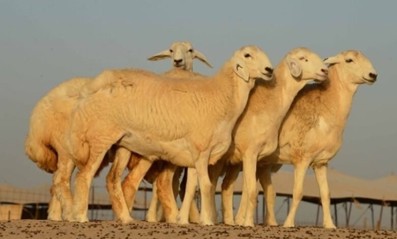 الخروف الحري