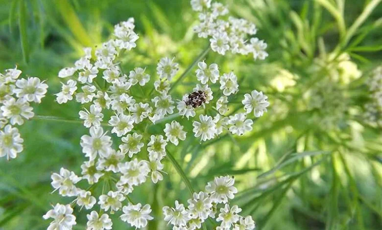 طرق زراعة الكمون