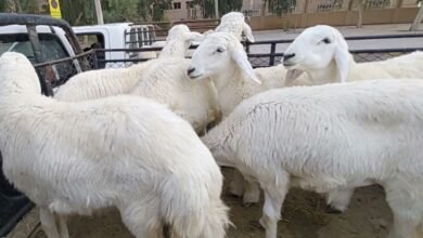 الفرق بين الغنم الحري والحبص