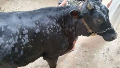 فترة حضانة الجلد العقدي