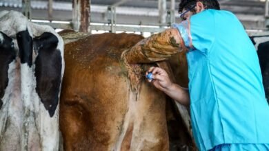 تلقيح الجاموس من البقر