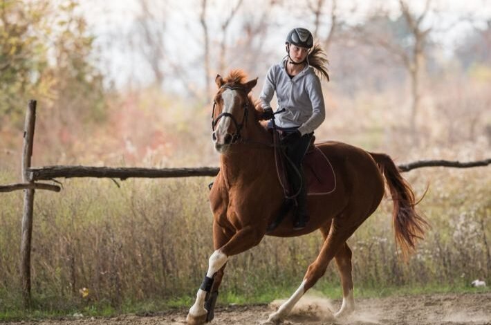 حركات الخيل ومعانيها