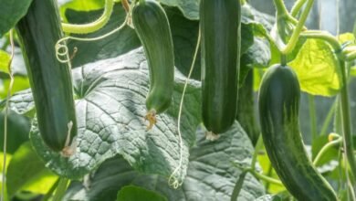 طريقة زراعة الخيار في المنزل