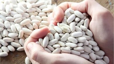 موعد حصاد الفاصوليا البيضاء