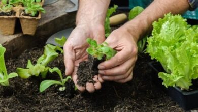 تسميد الخضروات