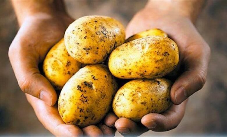أصناف البطاطس