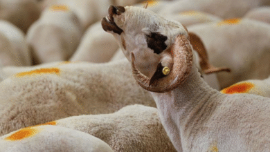 متى يبدأ وقت ذبح الأضحية ومتى ينتهي؟