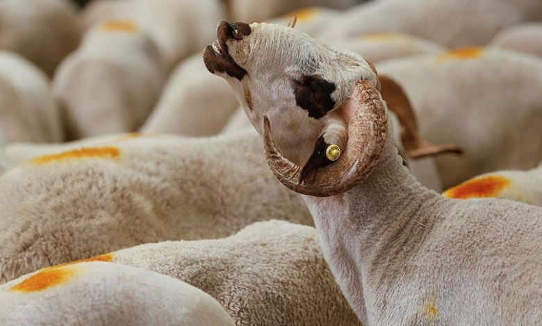 متى يبدأ وقت ذبح الأضحية ومتى ينتهي؟