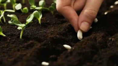 زراعة الفاصوليا البيضاء