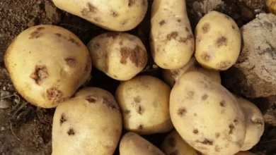 الجرب في البطاطس