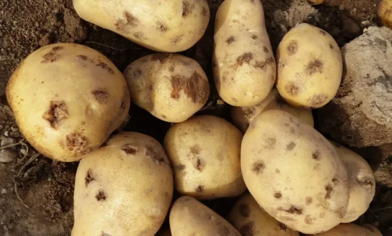 الجرب في البطاطس