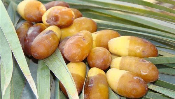أنواع التمور فى مصر