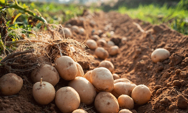 زراعة البطاطس النيلية