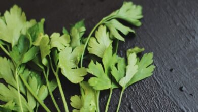 زراعة البقدونس