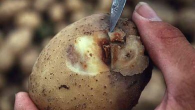 لفحة البطاطس المتأخرة