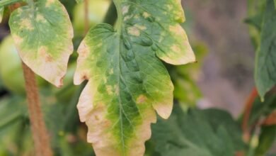 اصفرار أوراق الطماطم