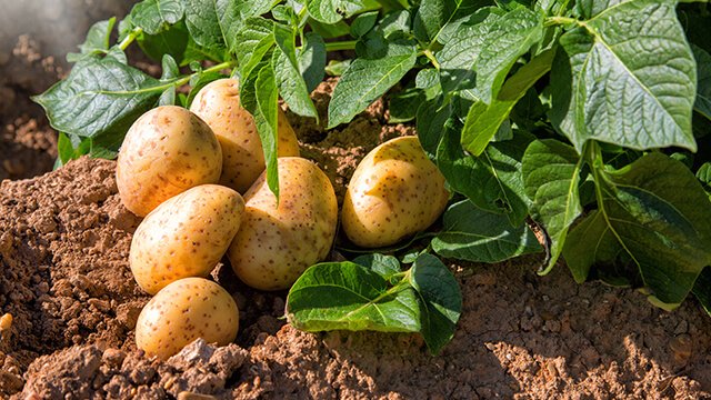 زراعة البطاطس في البلكونة