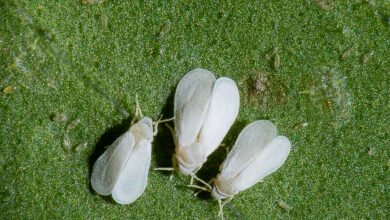 الحشرة البيضاء على البطاطس