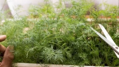 زراعة الشبت والكزبرة على سطح المنزل