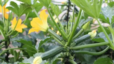 زراعة الكوسة