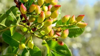 موعد زراعة الفستق الحلبي