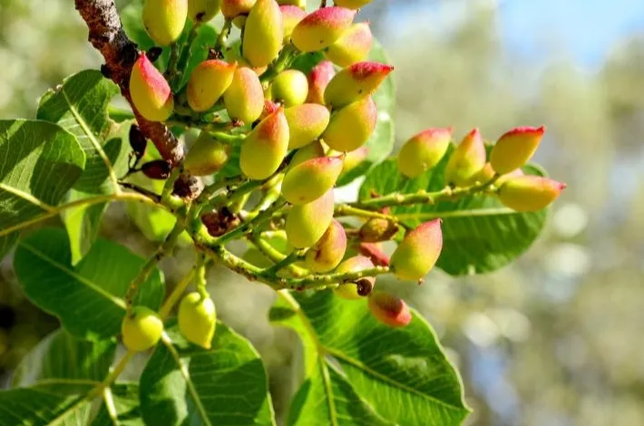 موعد زراعة الفستق الحلبي