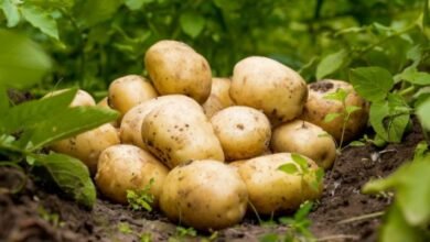 زراعة البطاطس في البيت