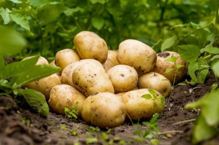 زراعة البطاطس في البيت
