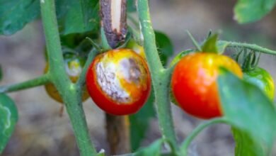 أمراض الطماطم