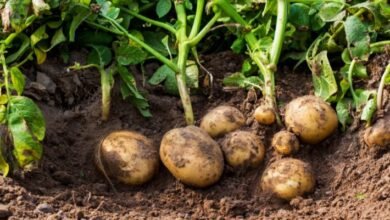 ذبول نبات البطاطس