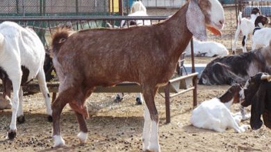 تلقيح الماعز بعد الولادة