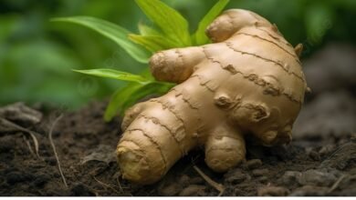 زراعة الزنجبيل