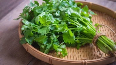 الفرق بين البقدونس والكزبرة