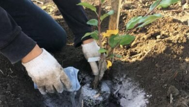 استخدام الرماد كسماد طبيعي