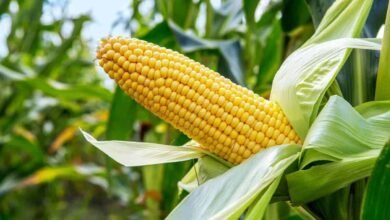 زراعة الذرة الشامية في الشتاء