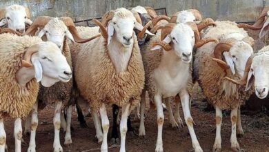 الإمساك عند الأغنام