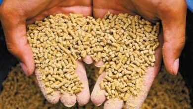 الفرق بين العلف الأخضر والعلف الجاف