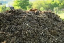 الفرق بين سماد الدواجن وسماد البقر