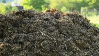 الفرق بين سماد الدواجن وسماد البقر