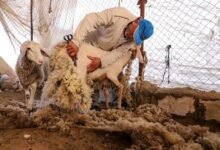 جز صوف الغنم